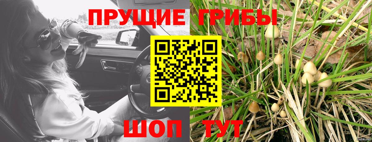 Псилоцибиновые грибы мицелий Ейск